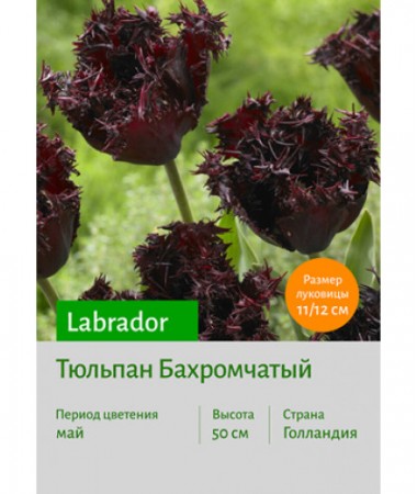 Тюльпан Labrador