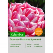 Тюльпан Columbus