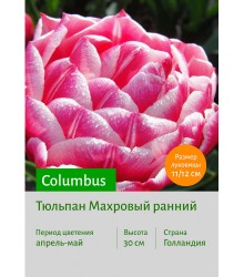 Тюльпан Columbus