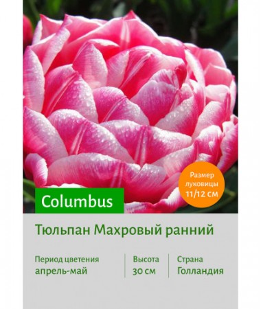 Тюльпан Columbus