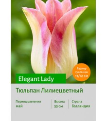 Тюльпан Elegant Lady