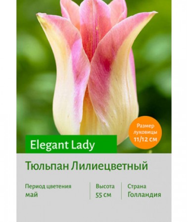 Тюльпан Elegant Lady