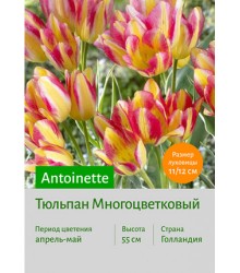 Тюльпан Antoinette