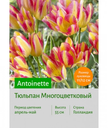 Тюльпан Antoinette