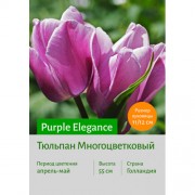 Тюльпан Purple Elegance