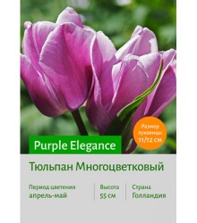 Тюльпан Purple Elegance