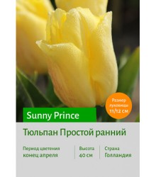 Тюльпан Sunny Prince
