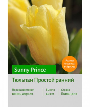 Тюльпан Sunny Prince