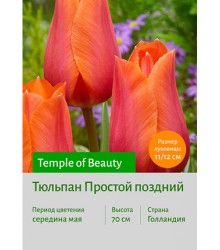 Тюльпан Temple of Beauty