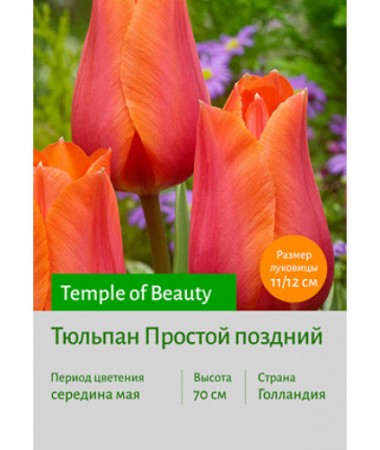 Тюльпан Temple of Beauty