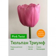 Тюльпан Pink Twist