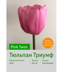 Тюльпан Pink Twist