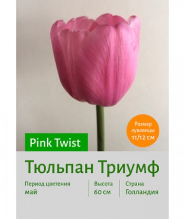 Тюльпан Pink Twist
