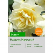 Нарцисс Manly