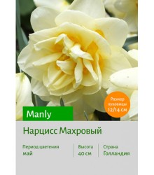Нарцисс Manly