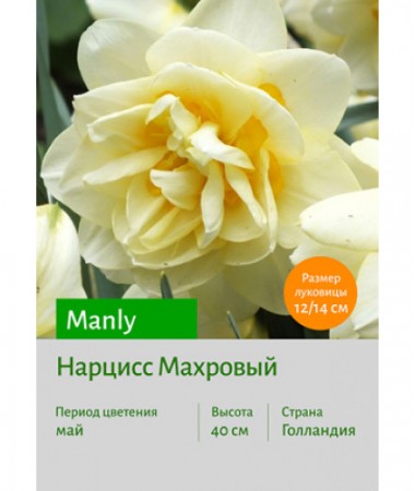 Нарцисс Manly