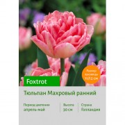 Тюльпан Foxtrot