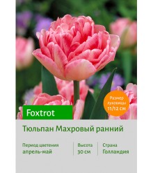 Тюльпан Foxtrot