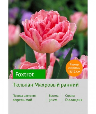 Тюльпан Foxtrot