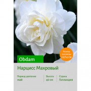 Нарцисс Obdam