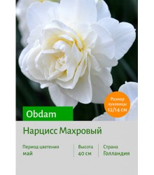 Нарцисс Obdam