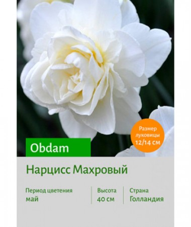 Нарцисс Obdam