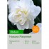 Нарцисс Obdam