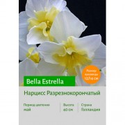 Нарцисс Bella Estrella