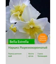 Нарцисс Bella Estrella