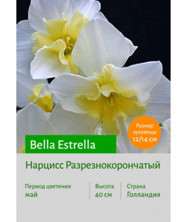 Нарцисс Bella Estrella