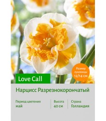 Нарцисс Love Call
