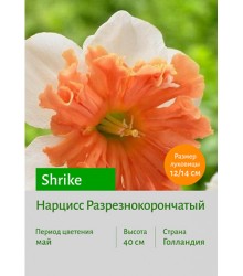 Нарцисс Shrike