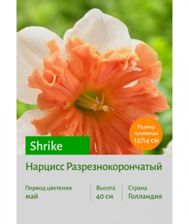 Нарцисс Shrike