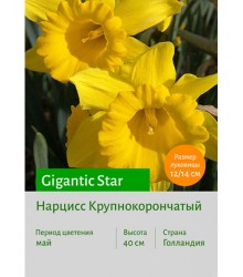 Нарцисс Gigantic Star