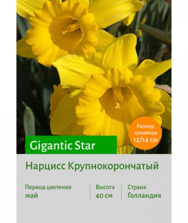 Нарцисс Gigantic Star