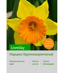 Нарцисс Loveday