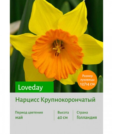 Нарцисс Loveday