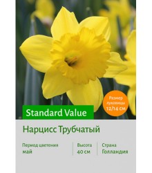 Нарцисс Standard Value