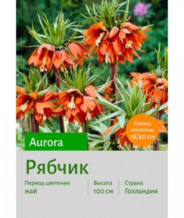 Рябчик Aurora