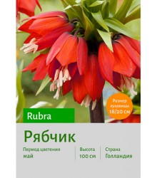 Рябчик Rubra