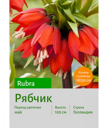 Рябчик Rubra