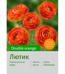 Лютик Double orange