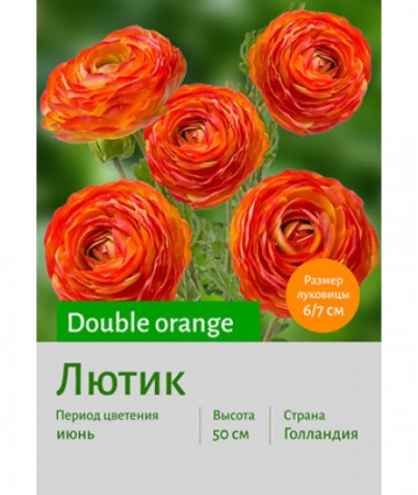 Лютик Double orange