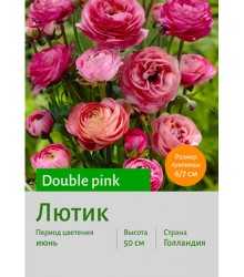 Лютик Double pink