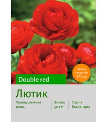 Лютик Double red