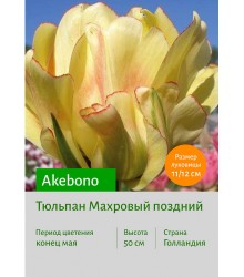 Тюльпан Akebono