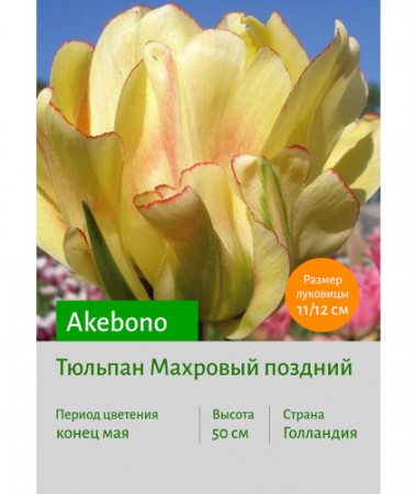 Тюльпан Akebono