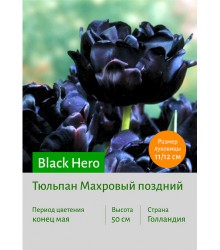Тюльпан Black Hero
