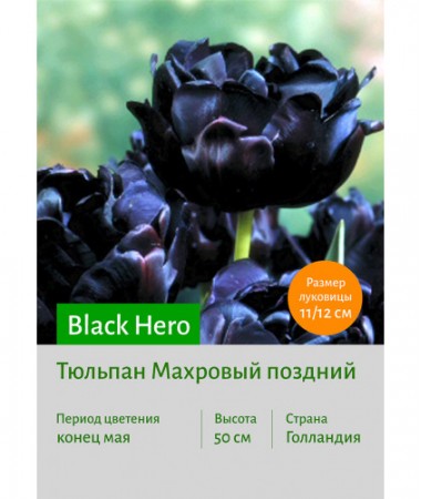 Тюльпан Black Hero