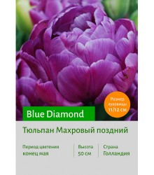 Тюльпан Blue Diamond